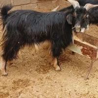 بزغاله نریکسال بره وبزغاله پروار بصورت تکی وجمله
