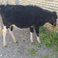 گوساله ماده دورگ