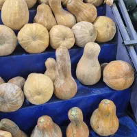کدو تنبل تازه به صورت کیلویی