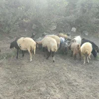 فروش فوری ۰۰۰۰
