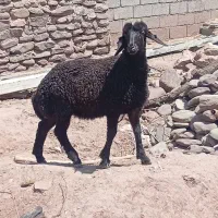 گوسفند زنده