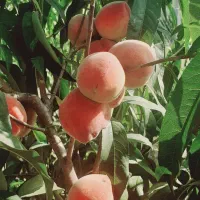 فروش-باغ-خیابان-مسکن-مهر-جلین-طبیعت-1