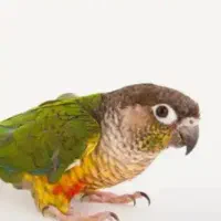 یک جفت گرینچیک با قفس وپایه ولوازم