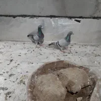 کبوتر دوبر