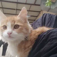 واگذاری گربه