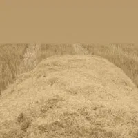 کاه جوین  فروش کاه کاهکوب