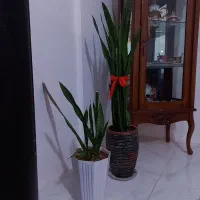 گل سانسوریا