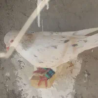 سارکرم