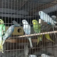 خرید و فروش پرندگان تماس ۹صبح تا ۴ بعدازظهر