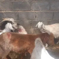 ۶ چپوش