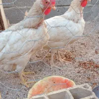 مرغ سفید تخم گذار درجه یک