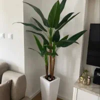 عروس درختچه ها پرنده ی بهشتی