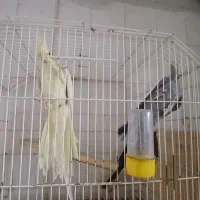 جفت کارداده  خانگی   عروس هلندی