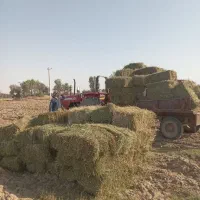 فروش یونجه