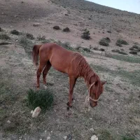 اسب|اسب و تجهیزات اسب‌سواری|آبیک, |دیوار
