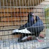 تعدادی کفتر نروماده و نر