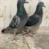 کفتر پلاکی مسافتی پلاک عراق