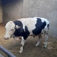 فروش گوساله نر سیمنتال