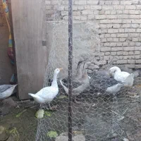 قوغاز|حیوانات مزرعه|گلپایگان, |دیوار