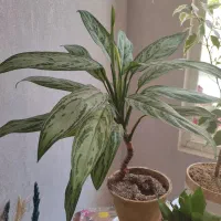 گل با گلدان