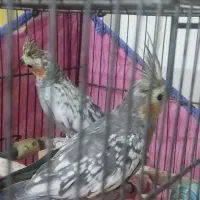 پرنده