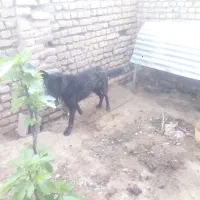ژرمن|سگ|زبرخان, |دیوار