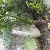 گل بابا آدم بزرگ با تنه ی بسیار بزرگ