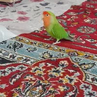 طوطی برزیلی ماده
