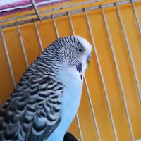 مرغ عشق نر انگلیسی گرید A