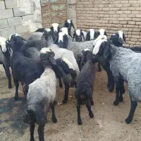 بره قوچی|حیوانات مزرعه|قزوین, |دیوار