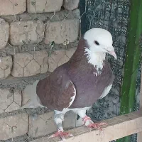 کبوتر پرشی
