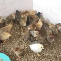 جوجه مرغ محلی گلپایگان و جهادی سیاه