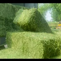 یونجه . بسته بندی. درجه یک.