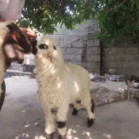 بز و میش و بره آبستن و گوشتی