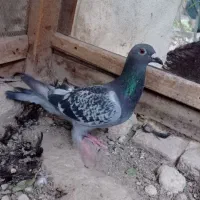 جفت کبوتر