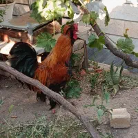 خروس