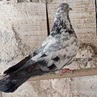 کفتر نر و ماده غریبگیری