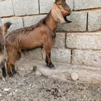 کهره بز