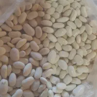 لوبیا سفید درختی