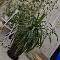 گل پاندانوس