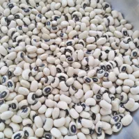 لوبیا چشم بلبلی