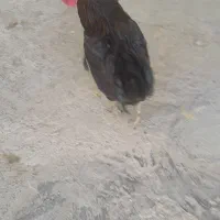 خروس