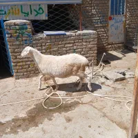 میش لاکن