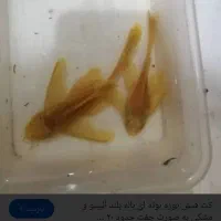 ماهی کت پوزه بوته ای مولد/کوریدوراس/انواع گیاه خار