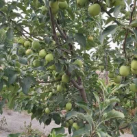 یک-قطعه-باغ-1750متری