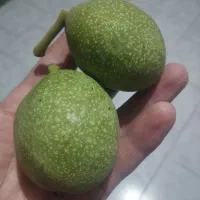 گردو