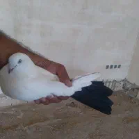 کفتر