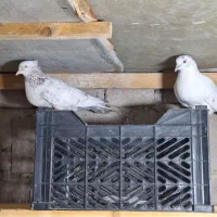 جفت ۱ میلیون