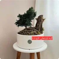 گلهای آپارتمانی خاص