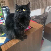 گربه پرشین مشکی نر